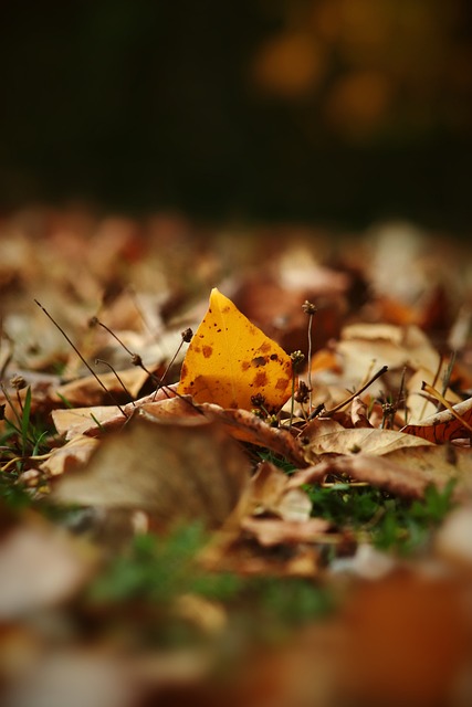 法甲劲旅马 法甲劲旅马
